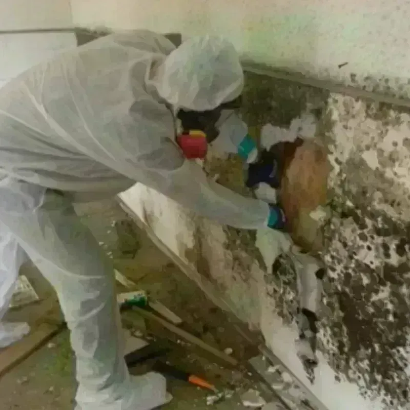 Mold Remediation and Removal in Thomas County, KS